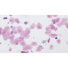 Набор микропрепаратов BRESSER 10 шт., в кейсе 74557